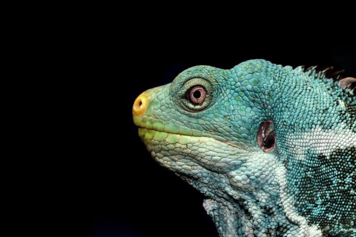 Top 10 lizard food producing countries in the world in 2025