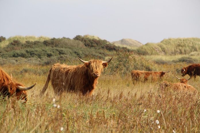 Top 10 logistics companies for global cattle food distribution