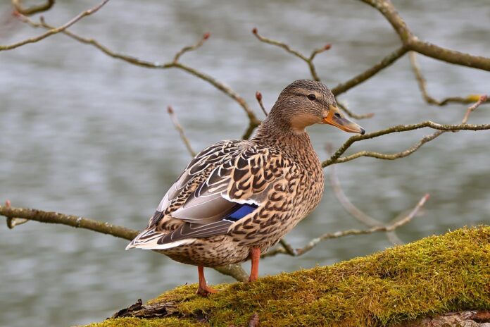 Top 10 logistics companies for global duck food distribution