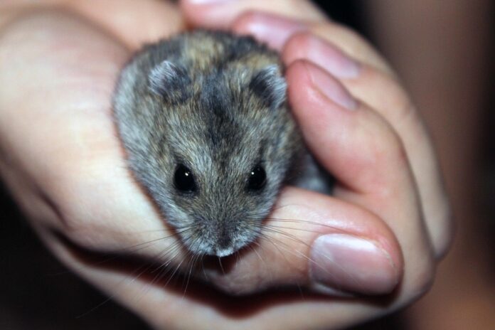 Top 10 logistics companies for global hamster food distribution