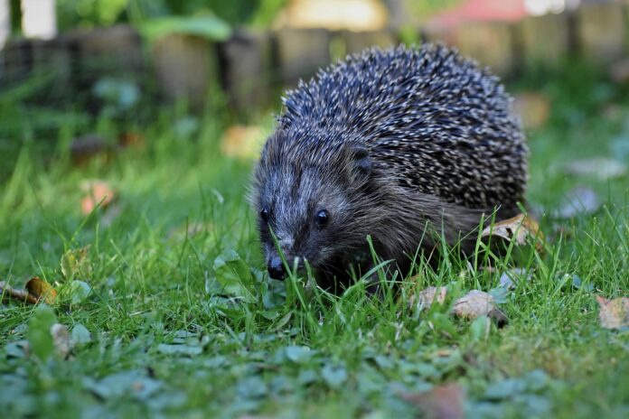 Top 10 logistics companies for global hedgehog food distribution