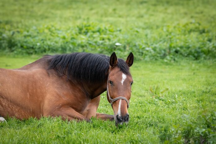 Top 10 logistics companies for global horse food distribution
