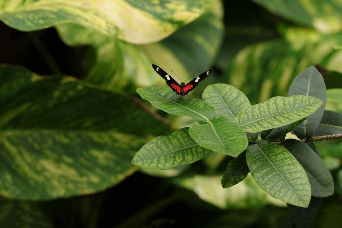 Top 10 logistics companies for global insect based pet food distribution