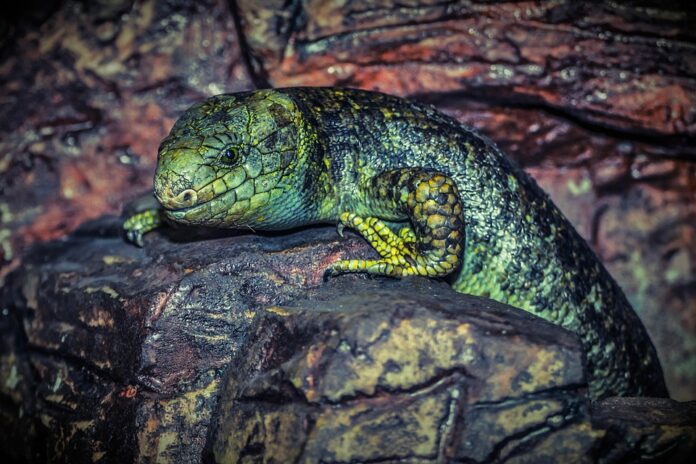 Top 10 logistics companies for global lizard food distribution