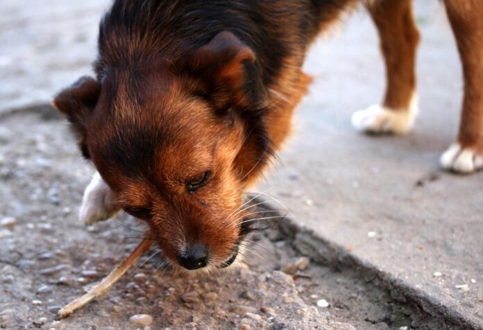 Top 10 logistics companies for global pet food distribution