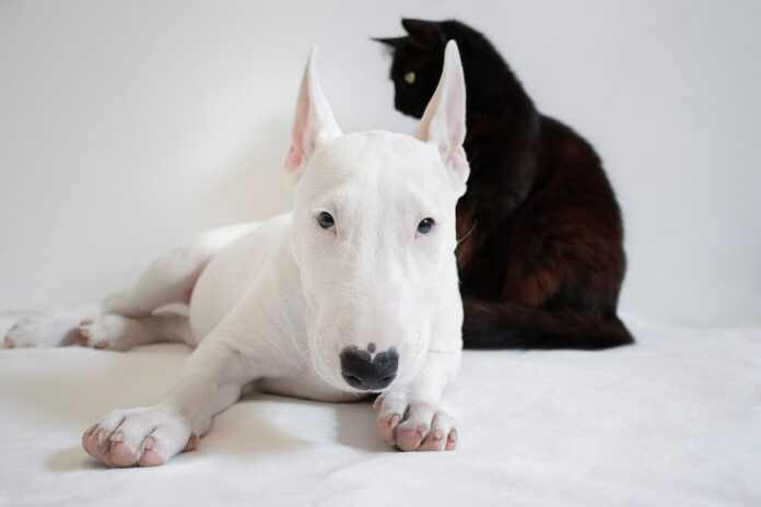 Top 10 logistics companies for global pet vitamins distribution