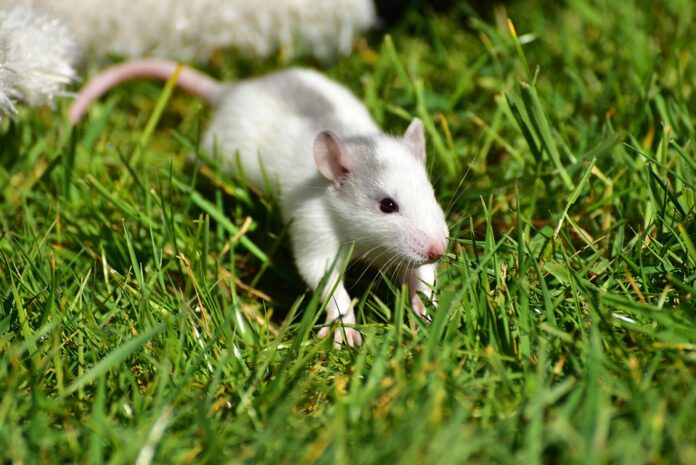 Top 10 logistics companies for global rat food distribution