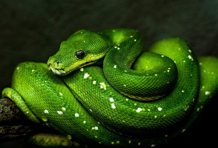Top 10 logistics companies for global snake food distribution
