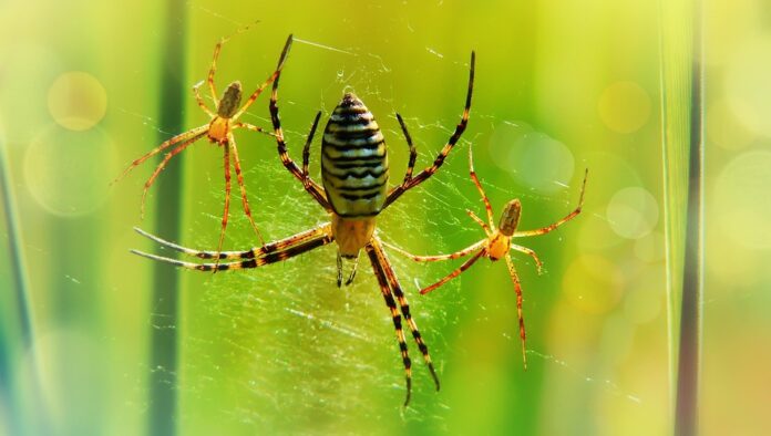 Top 10 logistics companies for global spider food distribution