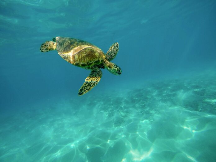 Top 10 logistics companies for global turtle food distribution