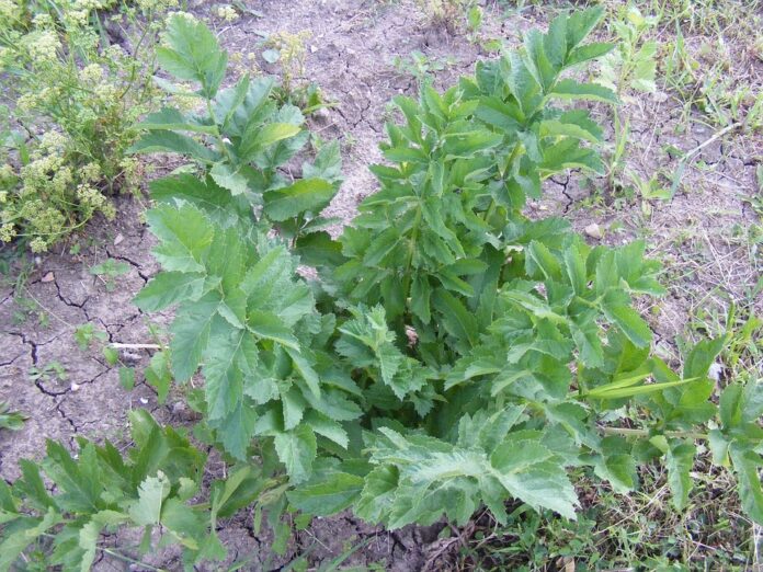 Top 10 lovage export companies in France
