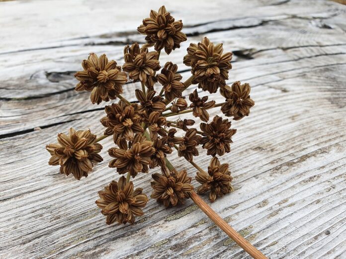 Top 10 lovage export companies in Hungary
