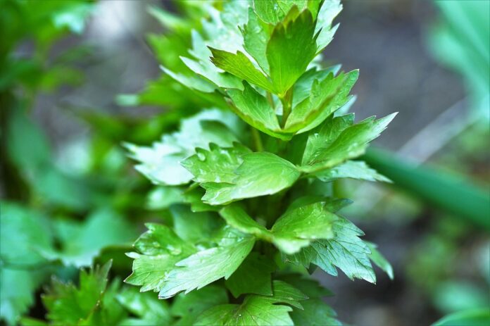 Top 10 lovage export companies in Poland