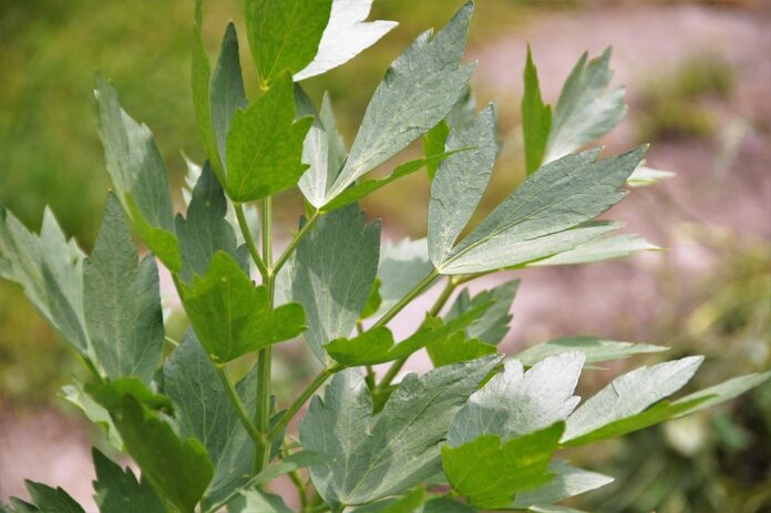 Top 10 lovage export companies in the Netherlands