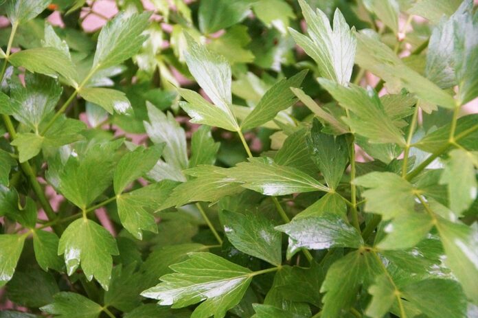 Top 10 lovage import companies in South Korea