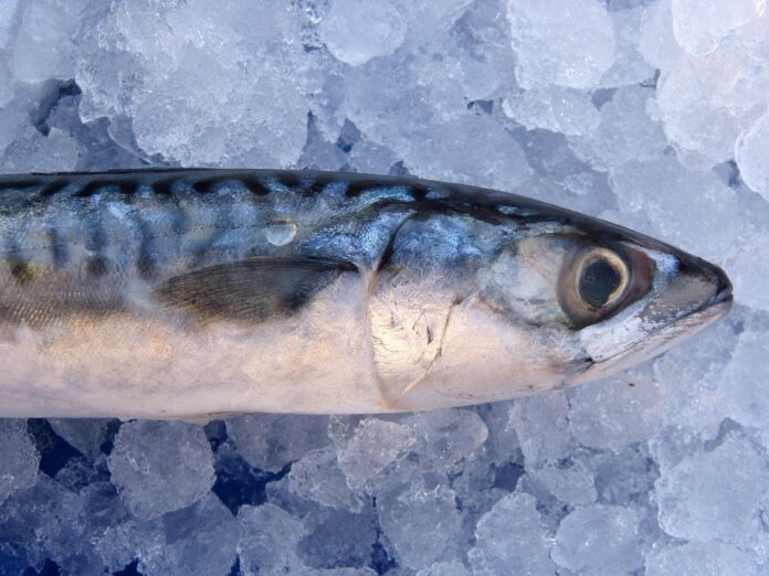 Top 10 mackerel producing countries in the world in 2025