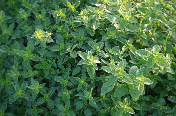 Top 10 marjoram brands in India