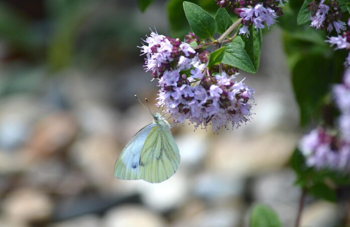 Top 10 marjoram export companies in Bulgaria