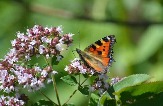 Top 10 marjoram export companies in Egypt