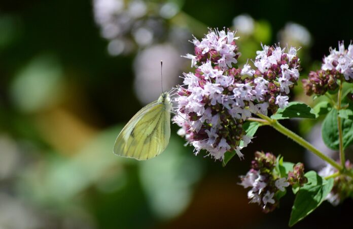 Top 10 marjoram export companies in Iran