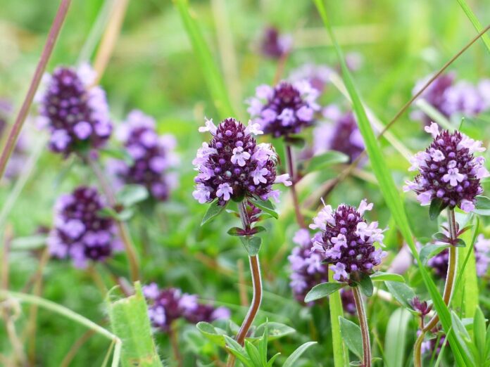 Top 10 marjoram export companies in Morocco