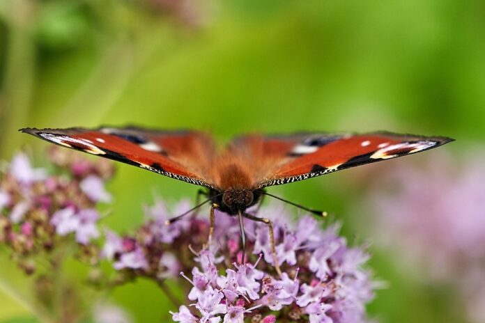 Top 10 marjoram import companies in France