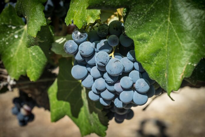 Top 10 merlot producing countries in the world in 2025
