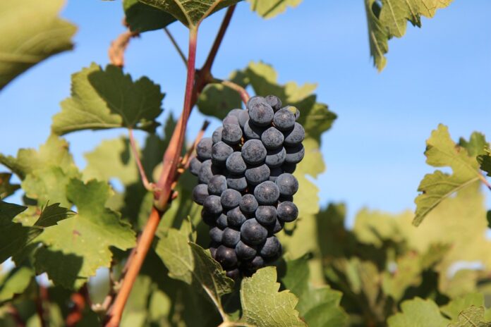 Top 10 merlot wine producers in Spain