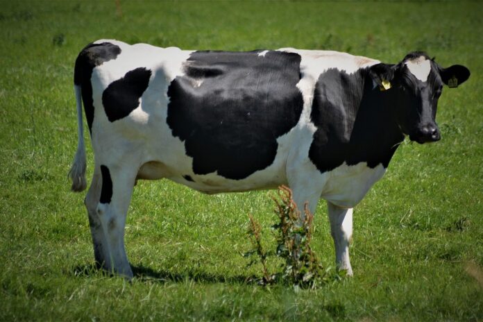 Top 10 milk packaging export companies in United States