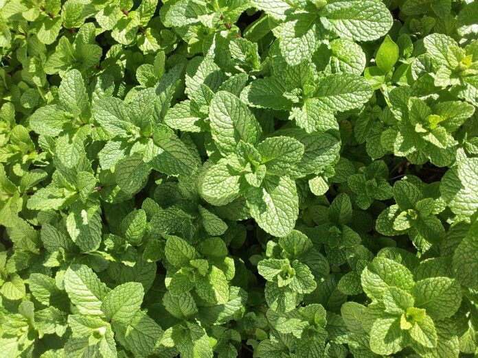 Top 10 mint export companies in Iran