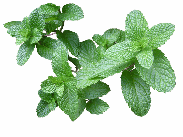 Top 10 mint export companies in Turkey