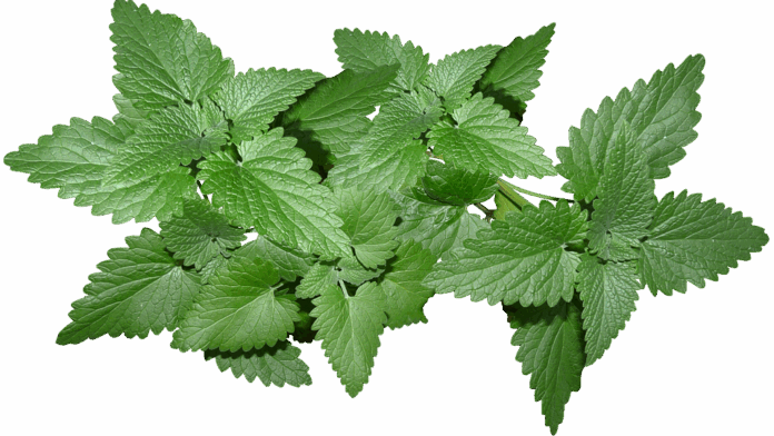 Top 10 mint export companies in the United States