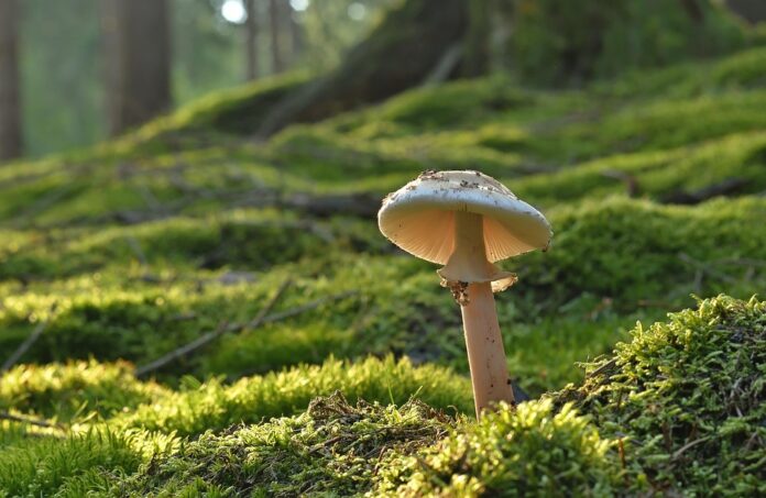 Top 10 mushroom stock brands exported globally