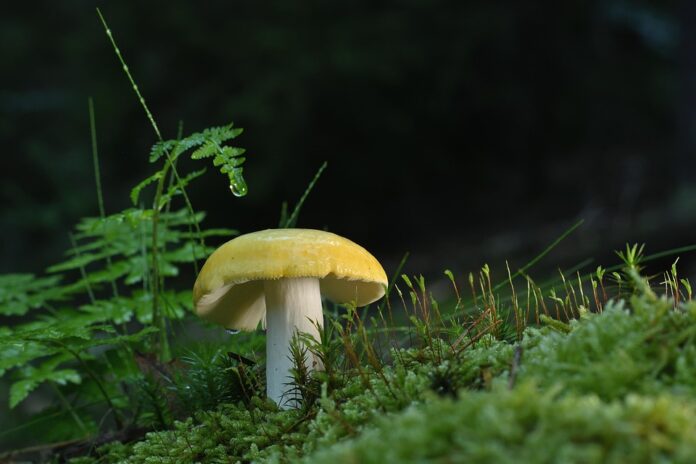 Top 10 mushroom stock brands imported in Asia and Europe