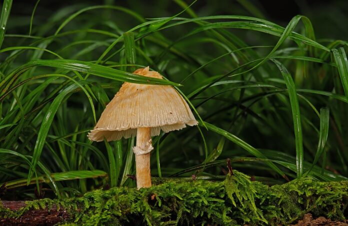 Top 10 mushroom stock brands in vegan and vegetarian foods