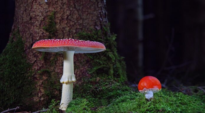 Top 10 mushroom stock export companies in China