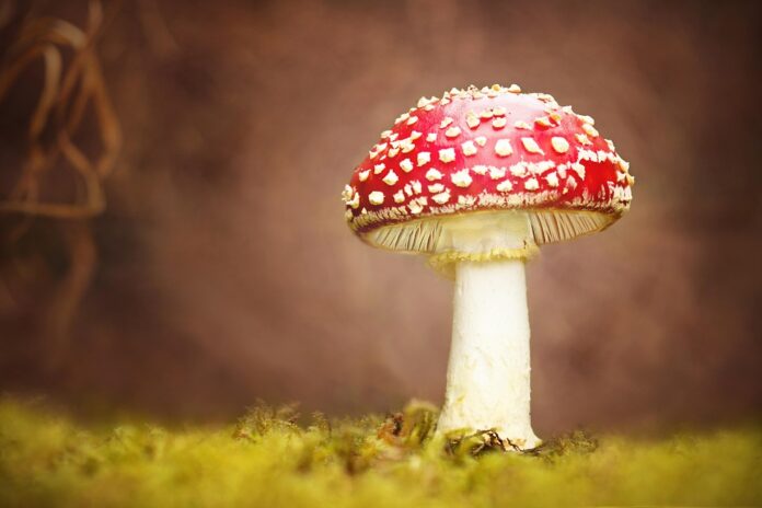 Top 10 mushroom stock export companies in India