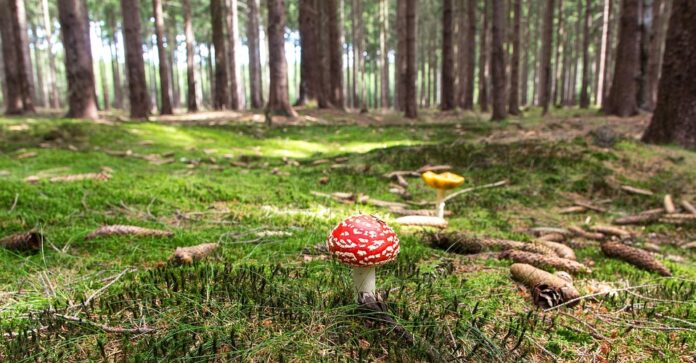 Top 10 mushroom stock export companies in the United States