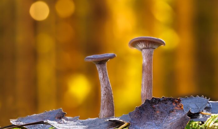 Top 10 mushroom stock import companies in France