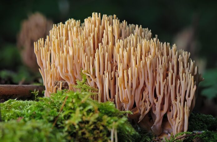 Top 10 mushroom stock import companies in Germany