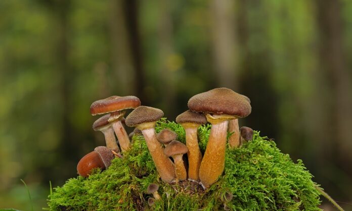 Top 10 mushroom stock import companies in South Korea