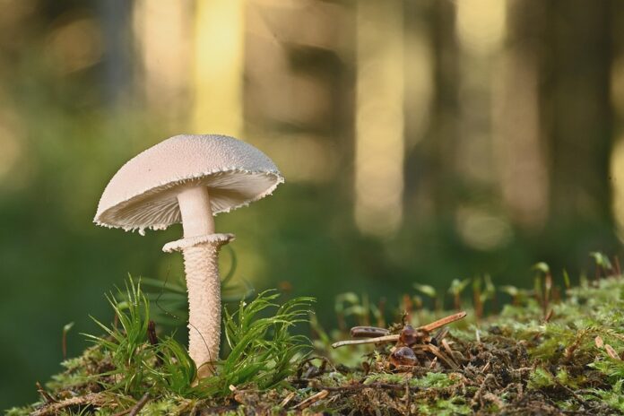 Top 10 mushroom stock import companies in the United Kingdom