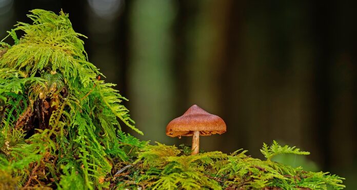 Top 10 mushroom stock importing countries in the world in 2025