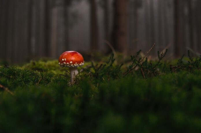 Top 10 mushroom stock producers globally in 2025