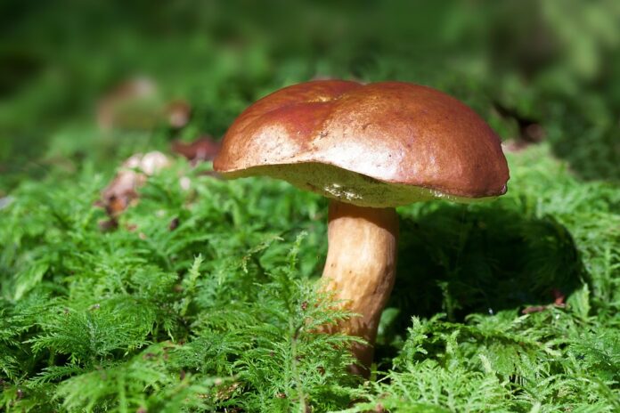 Top 10 mushroom stock producing countries in the world in 2025