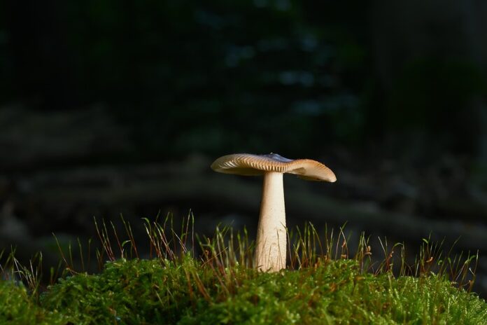 Top 10 mushroom stock uses in clean label ready meals