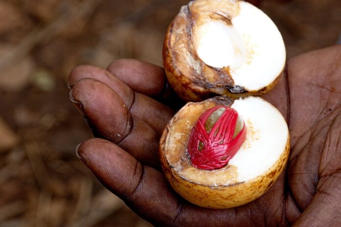 Top 10 nutmeg export companies in Grenada