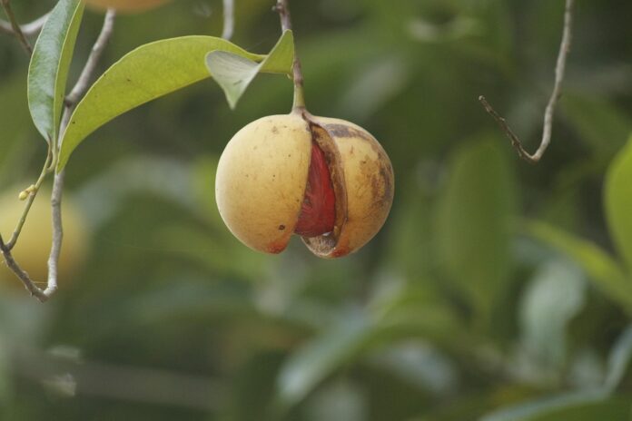 Top 10 nutmeg importing countries in the world in 2025