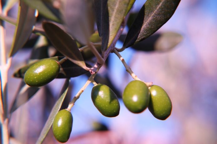 Top 10 olive oil foodservice suppliers globally
