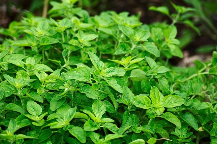 Top 10 oregano brands in Argentina
